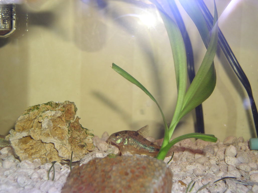 one of my fish